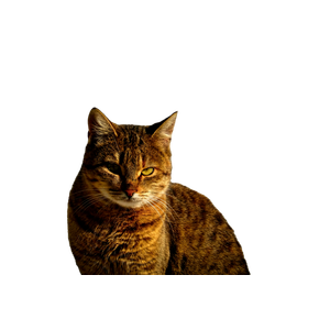 A Striking Portrait Of A Tabby Cat Basking In Sunlight With A Concrete Backdrop. 17855 - Cat PNG image with transparent background